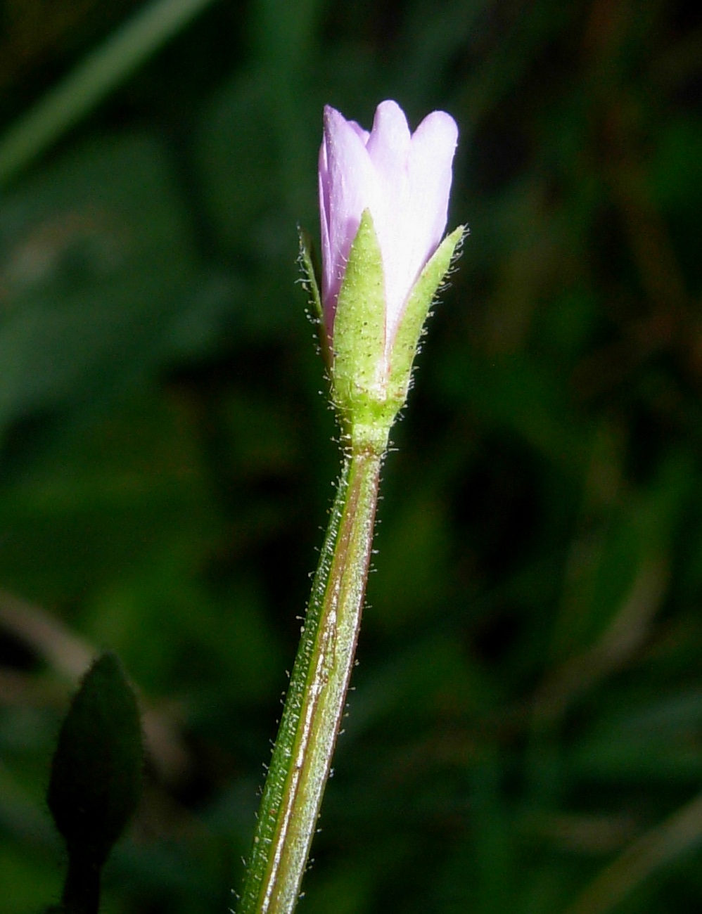 Epilobium parviflorum / Garofanino minore